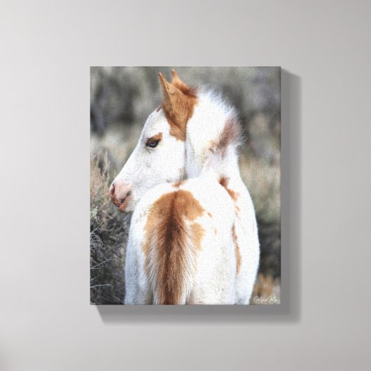 Shaman's Little Filly Wrapped Canvas Afbeelding Afdruk (Voorkant)