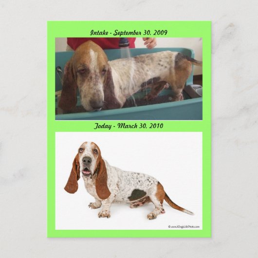 Shammy_Landscape, Shammy2, Opname - 3 September… Briefkaart (Voorkant)