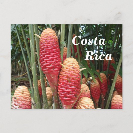 Shampoo Ginger, Costa Rica Briefkaart (Voorkant)