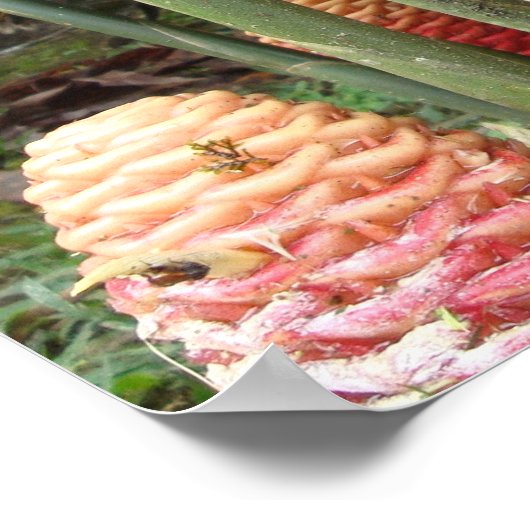 Shampoo Ginger, Costa Rica Poster (Hoek)