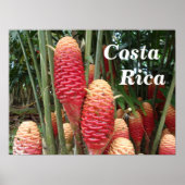 Shampoo Ginger, Costa Rica Poster (Voorkant)