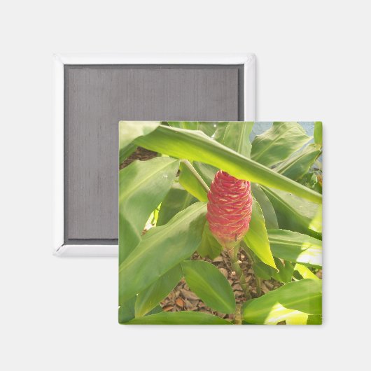 Shampoo Ginger flower Magneet (Voorkant / Achterkant)