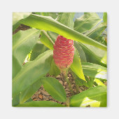 Shampoo Ginger flower Magneet (Voorkant)