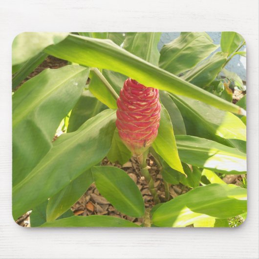 Shampoo Ginger flower Muismat (Voorkant)