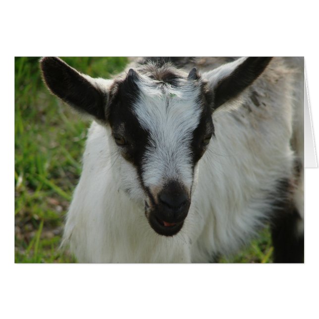 Shamrock (Voorkant Horizontaal)