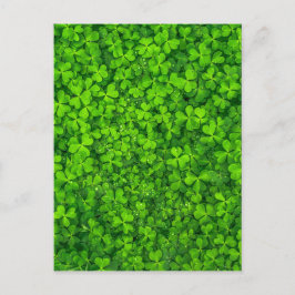 Shamrock Clovers Green Irish Symbol Ierland Briefkaart