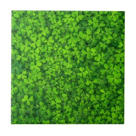 Shamrock Clovers Green Irish Symbol Ierland Tegeltje (Voorkant)