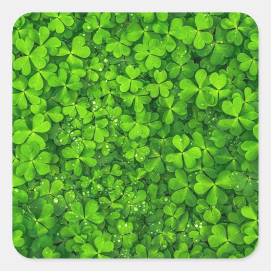 Shamrock Clovers Green Irish Symbol Ierland Vierkante Sticker (Voorkant)