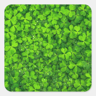 Shamrock Clovers Green Irish Symbol Ierland Vierkante Sticker