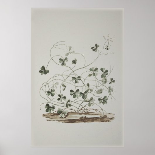  Shamrock Poster (Voorkant)