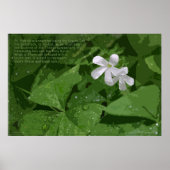 Shamrock Poster met Text -36x24-of kleiner (Voorkant)