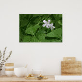 Shamrock Poster zonder Text -36x24-of kleiner (Keuken)