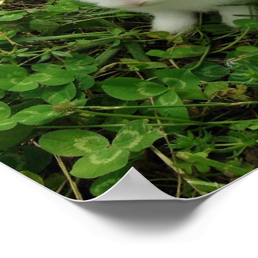 Shamrock Rabbit Poster (Hoek)