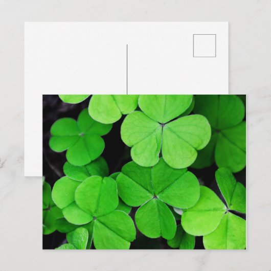Shamrock St Patricks Day Briefkaart (Voorkant / Achterkant)