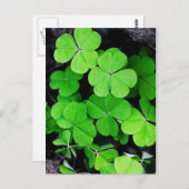 Shamrocks Briefkaart (Voorkant / Achterkant)