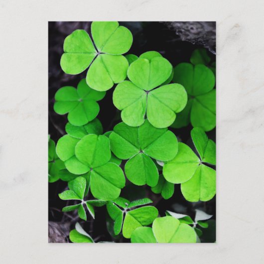 Shamrocks Briefkaart (Voorkant)
