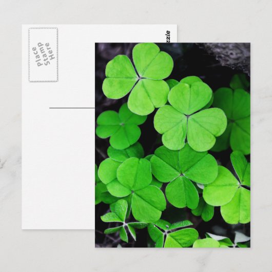 Shamrocks Briefkaart (Voorkant / Achterkant)