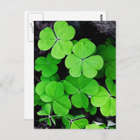 Shamrocks Briefkaart (Voorkant / Achterkant)