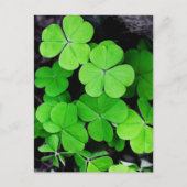 Shamrocks Briefkaart (Voorkant)