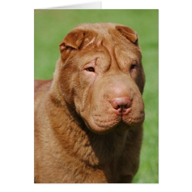 Shar Pei (Voorkant)