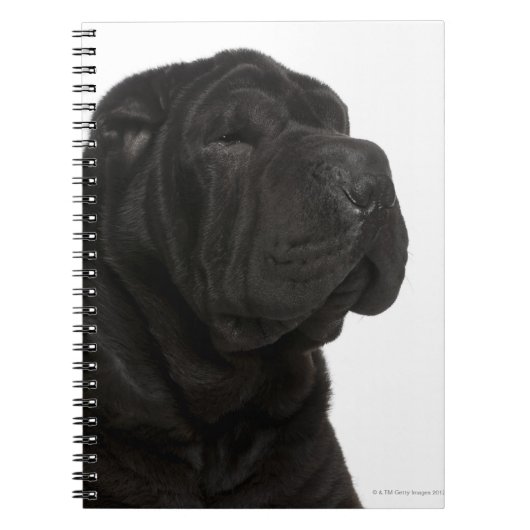 Shar Pei (1 jaar oud) close-up Notitieboek (Voorkant)