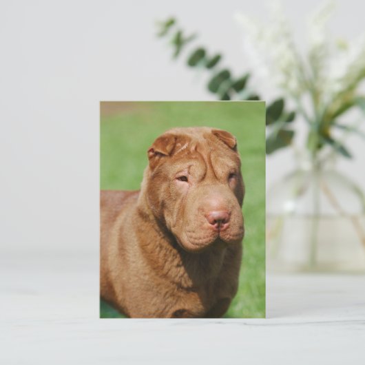 Shar Pei Briefkaart (Staand voorkant)