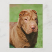 Shar Pei Briefkaart (Voorkant)