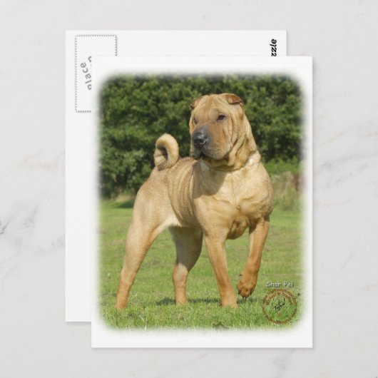 Shar Pei Briefkaart (Voorkant / Achterkant)