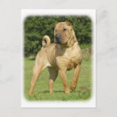 Shar Pei Briefkaart (Voorkant)