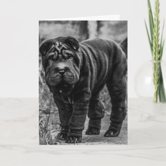 SHAR PEI DOG LEUKE VERJAARDAG KAART (Voorkant)