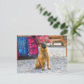 Shar Pei Dog, Ollantaytambo, Peru Briefkaart (Staand voorkant)