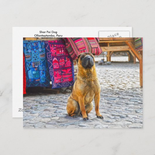 Shar Pei Dog, Ollantaytambo, Peru Briefkaart (Voorkant / Achterkant)