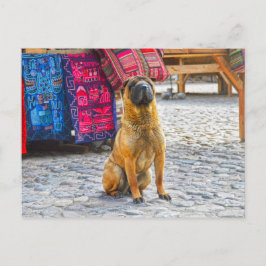 Shar Pei Dog, Ollantaytambo, Peru Briefkaart