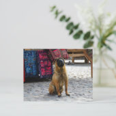 Shar Pei Dog, Ollantaytambo, Peru Briefkaart (Staand voorkant)