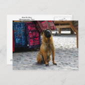 Shar Pei Dog, Ollantaytambo, Peru Briefkaart (Voorkant / Achterkant)