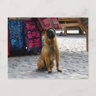 Shar Pei Dog, Ollantaytambo, Peru Briefkaart