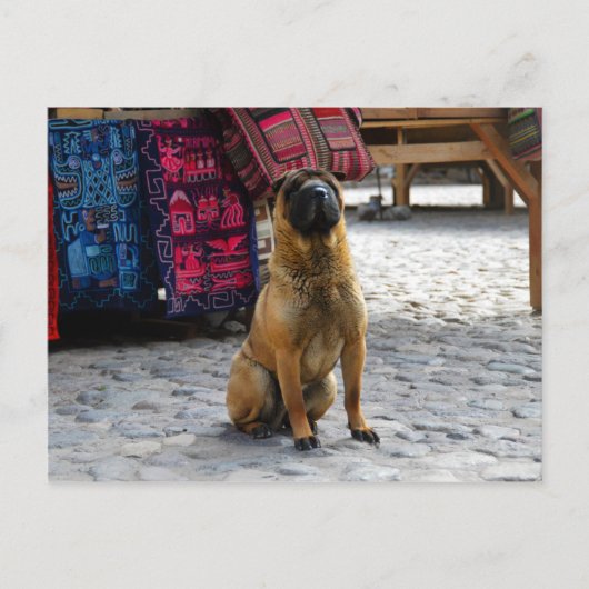 Shar Pei Dog, Ollantaytambo, Peru Briefkaart (Voorkant)