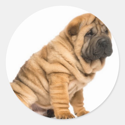 Shar pei Dog Ronde Sticker (Voorkant)