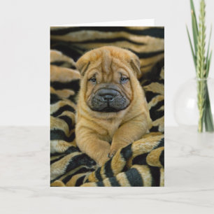 Shar-Pei Kaart van het 4 week de oude Jong