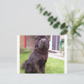 Shar pei longhair zit.png briefkaart (Staand voorkant)