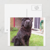 Shar pei longhair zit.png briefkaart (Voorkant / Achterkant)
