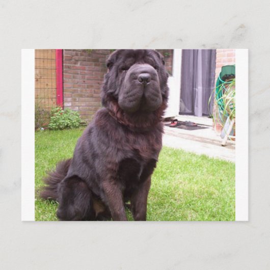 Shar pei longhair zit.png briefkaart (Voorkant)