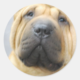 Shar Pei met Rimpels Stickers