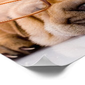 Shar Pei Poster (Hoek)
