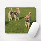 Shar Pei-Puppies afspelen Muismat (Met muis)
