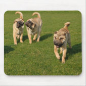 Shar Pei-Puppies afspelen Muismat (Voorkant)