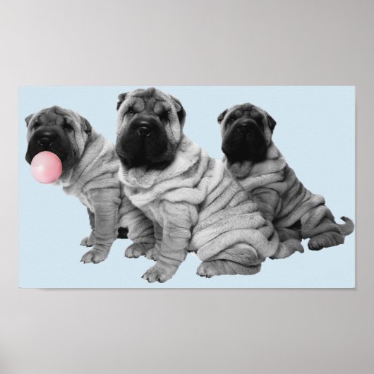 Shar Pei Puppies Black White Bubble Gum Dog Poster (Voorkant)