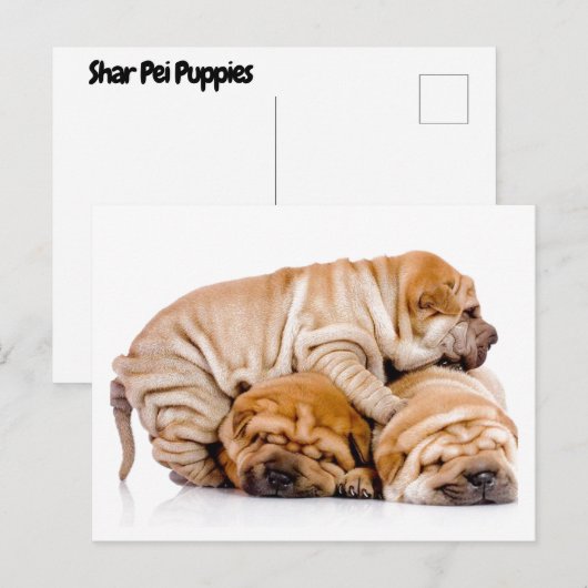 Shar Pei Puppies Briefkaart (Voorkant / Achterkant)