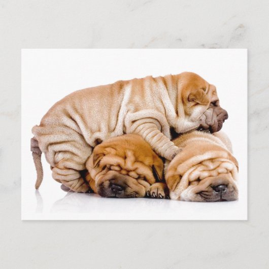 Shar Pei Puppies Briefkaart (Voorkant)
