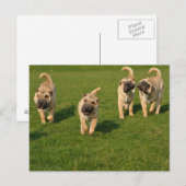 Shar Pei-Puppies Briefkaart (Voorkant / Achterkant)